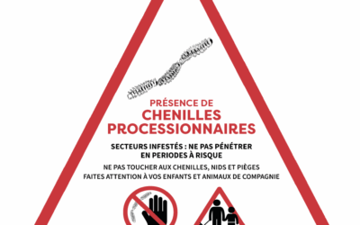 Attention les processions de nymphose ont commencé !